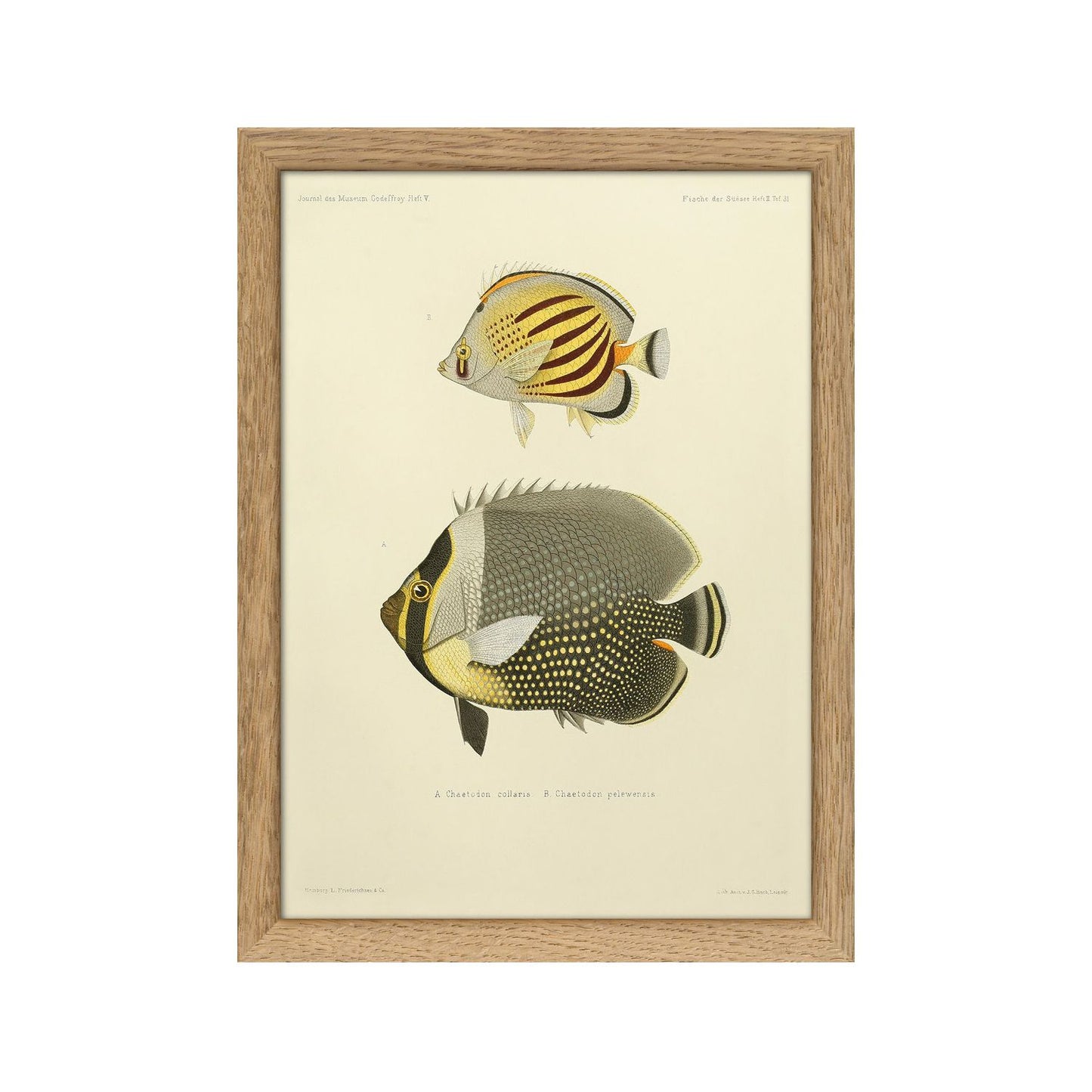 No. RC030 White Collar & Dot Dash Butterfly Fish With Oak Frame - 15cm ...