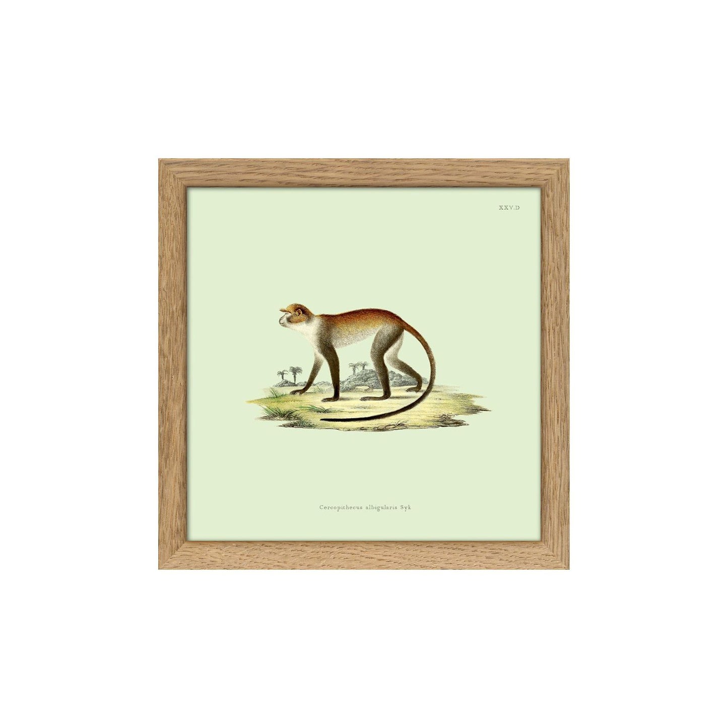 No. SQ5002 Monkey 1 Mini Print With Oak Frame - 15cm x 15cm