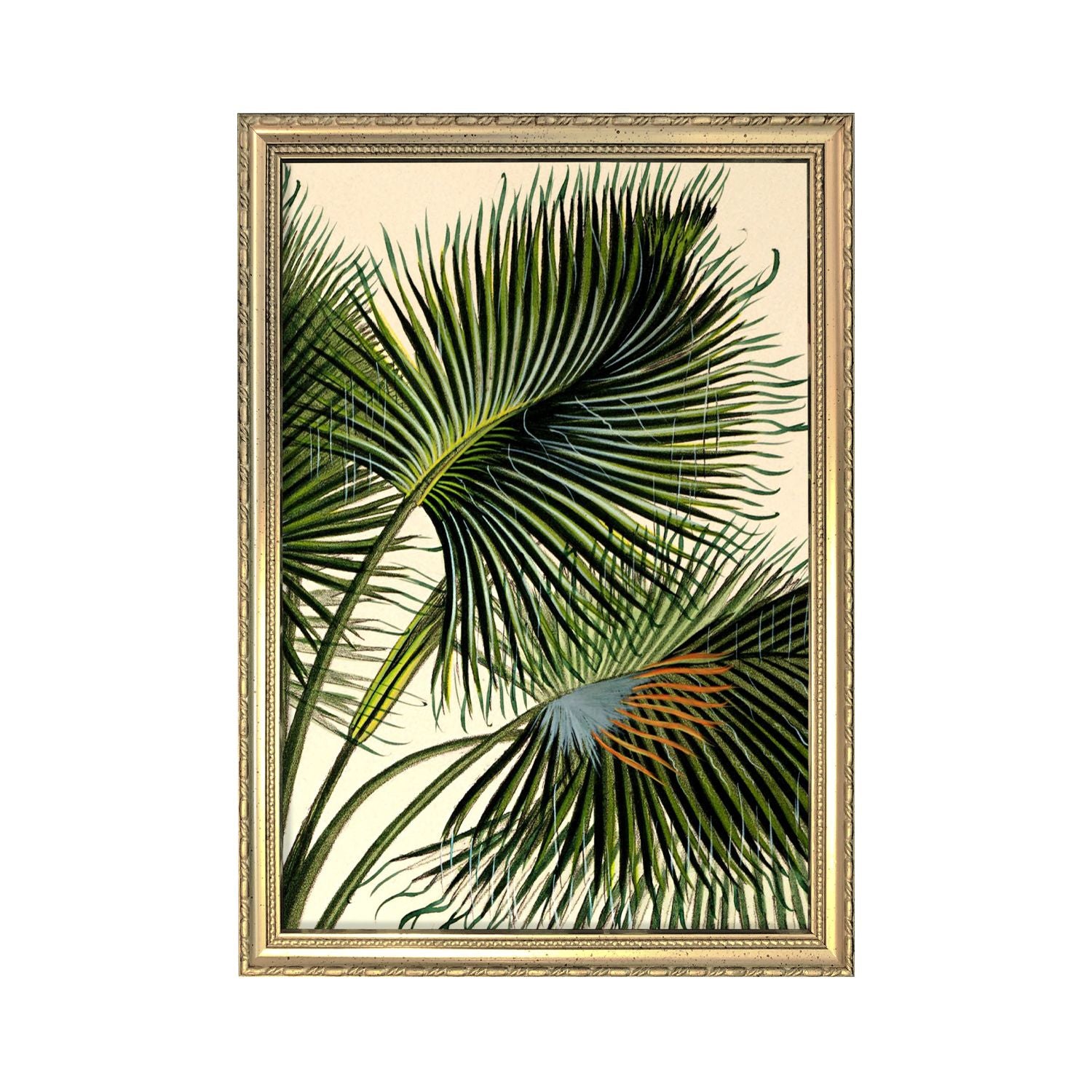 No. RC020 Attalea Funifera Mini Print With Gold Frame - 12cm x 21cm